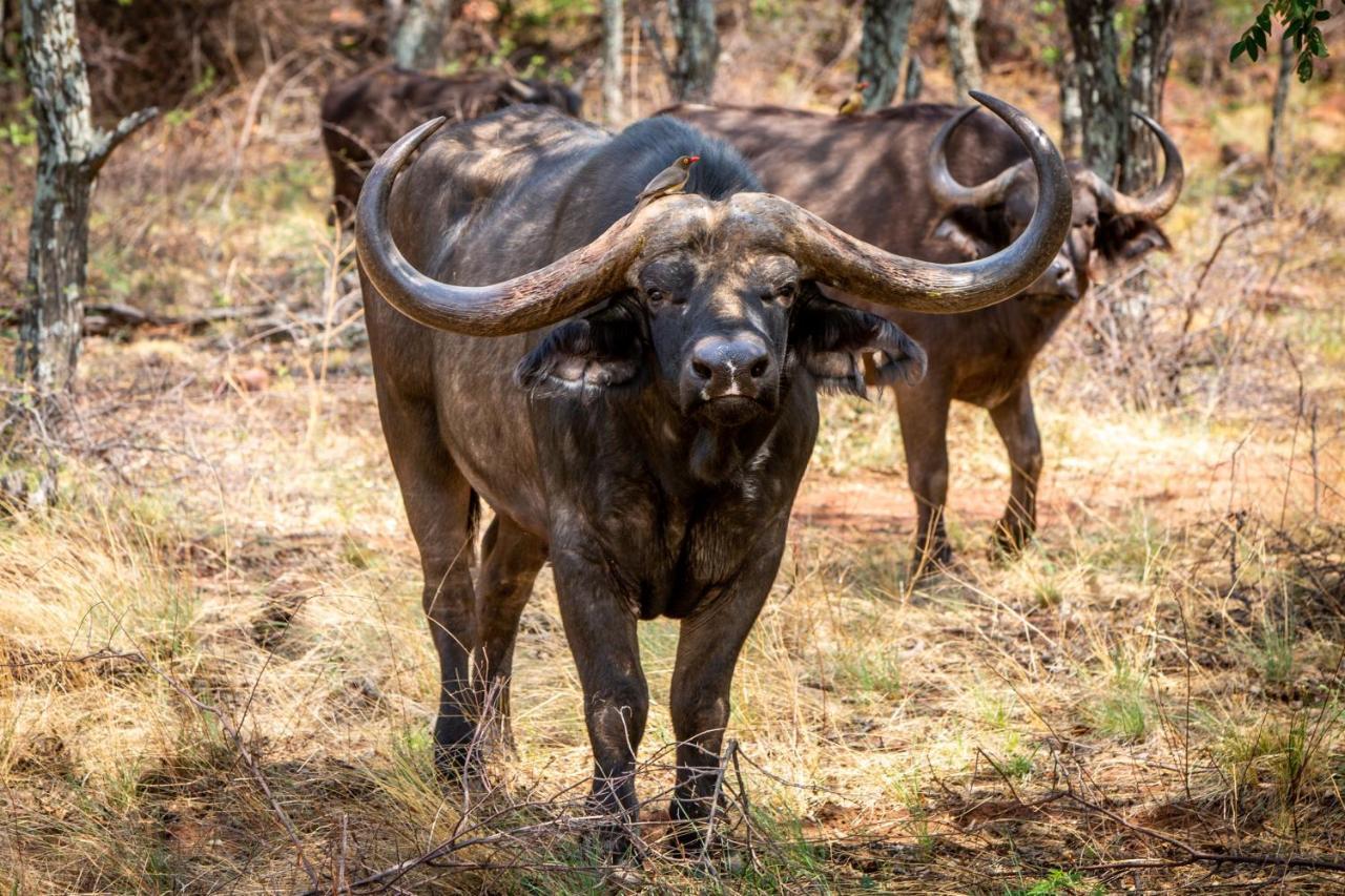 Nungu Game Lodge Lephalale Εξωτερικό φωτογραφία