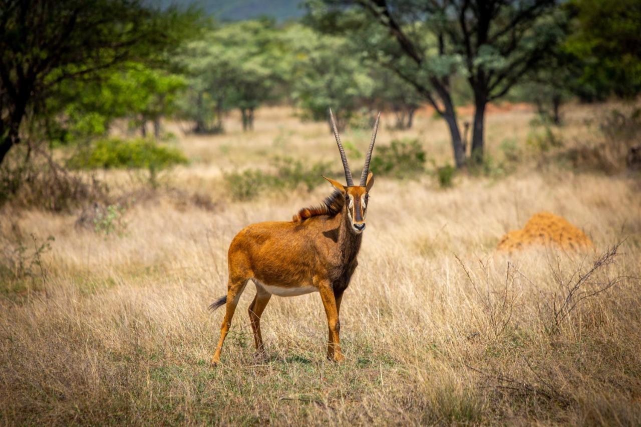 Nungu Game Lodge Lephalale Εξωτερικό φωτογραφία