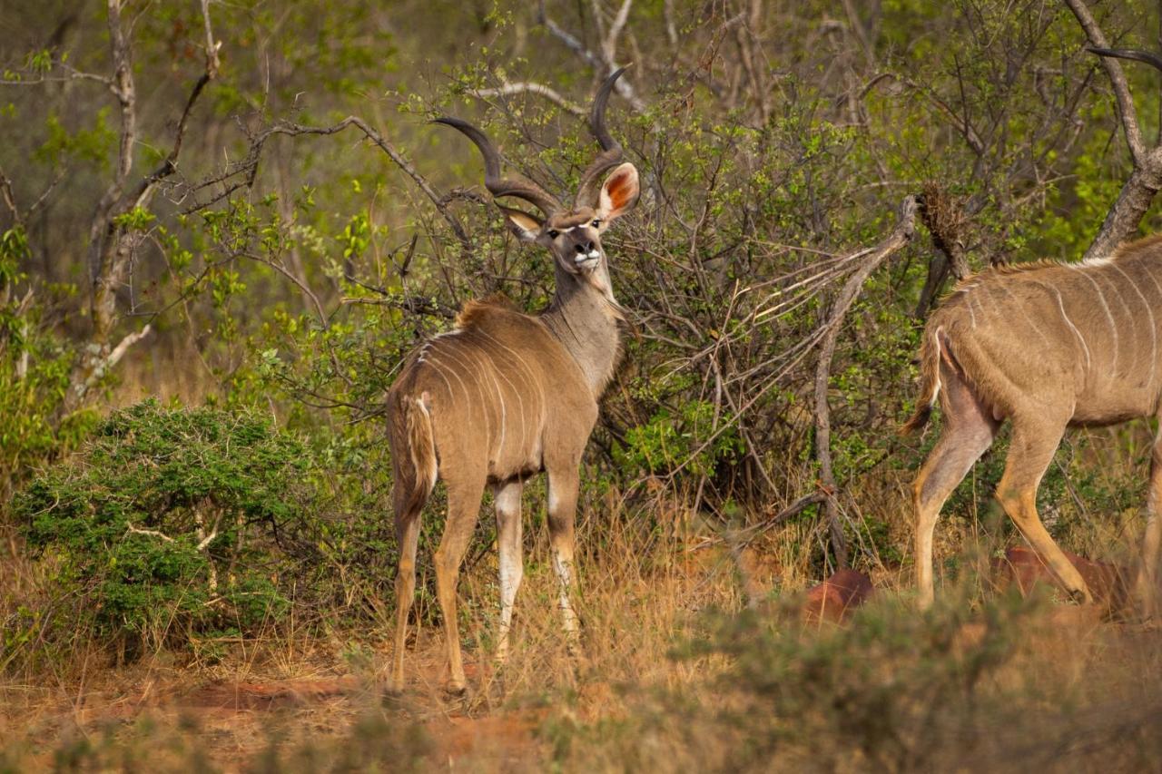 Nungu Game Lodge Lephalale Εξωτερικό φωτογραφία