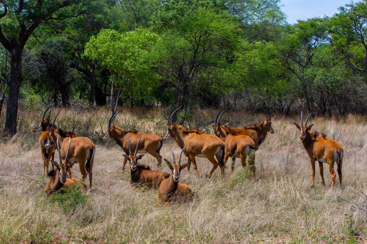 Nungu Game Lodge Lephalale Εξωτερικό φωτογραφία