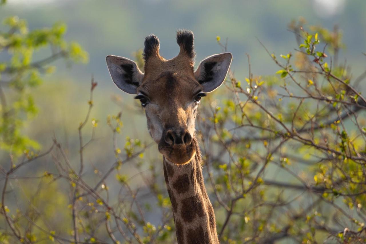 Nungu Game Lodge Lephalale Εξωτερικό φωτογραφία