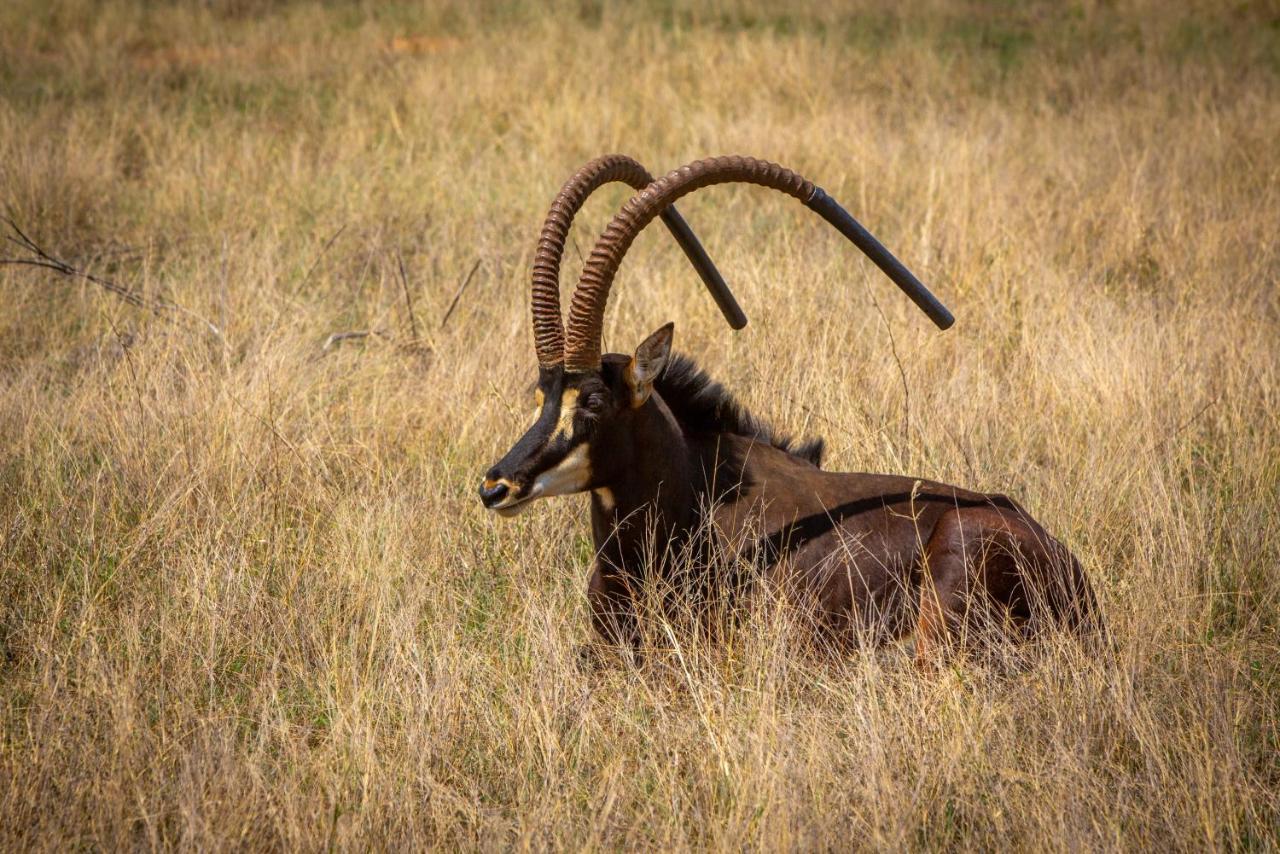 Nungu Game Lodge Lephalale Εξωτερικό φωτογραφία